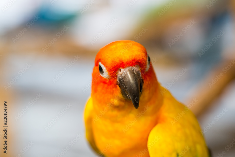 Close up head and mouse of Sun Parakeet or Sun Conure yellow and orange parrot