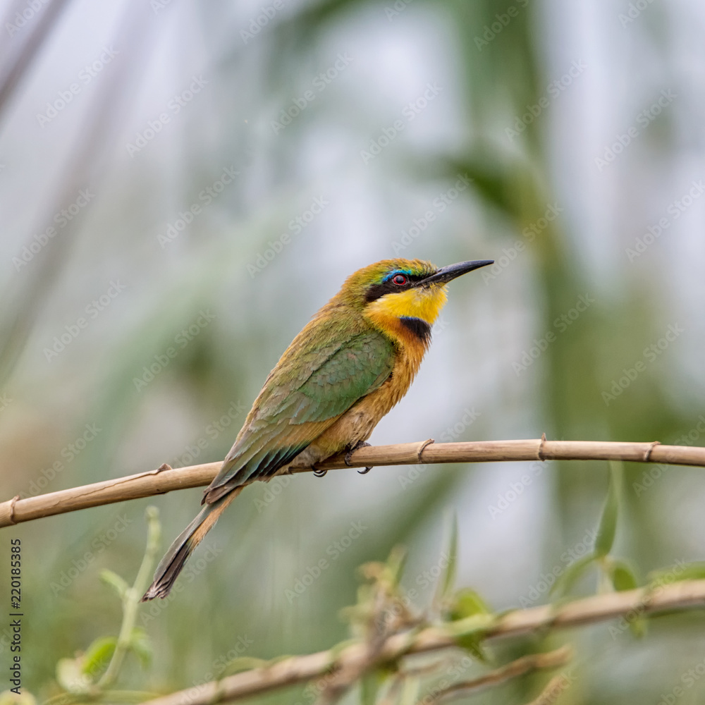 Obraz premium Little Bee-eater