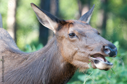 Cow Elk Eating Closeup
