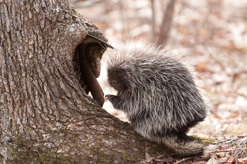 Porcupine Eating at the base of a Hardwood Tree