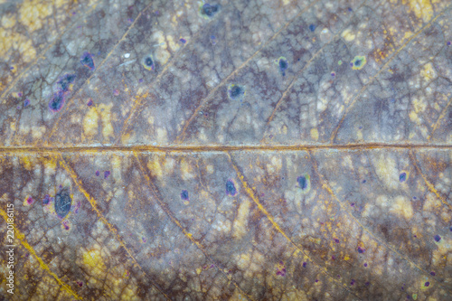 Close-up of Dry leaf texture