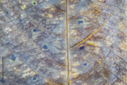 Close-up of Dry leaf texture