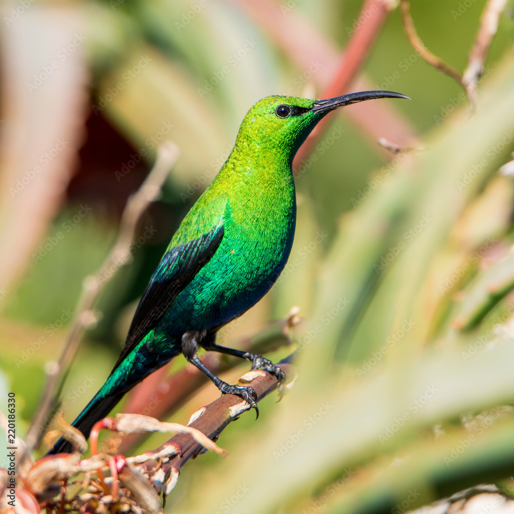 Fototapeta premium Malachite Sunbird