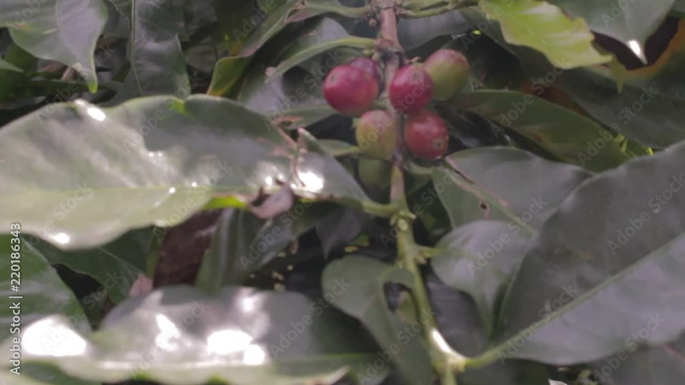 cafetales con  granos de café maduro 