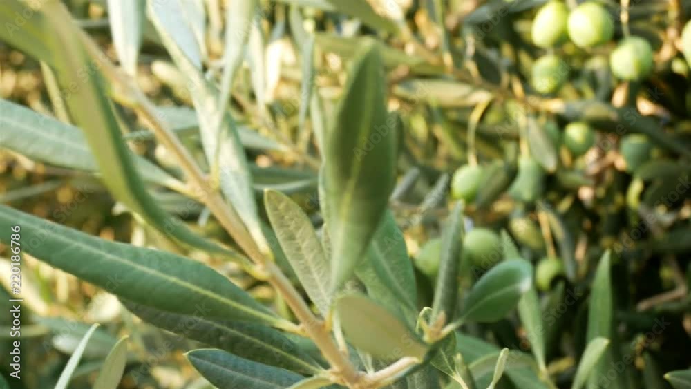 Olive tree at plantation on sunny day motion view Olive tree at plantation on sunny day motion view