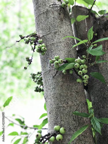 Fruits of Ficus racemosa or Cluster fig tree or Indian fig tree or Goolar fig or Gular fig. photo