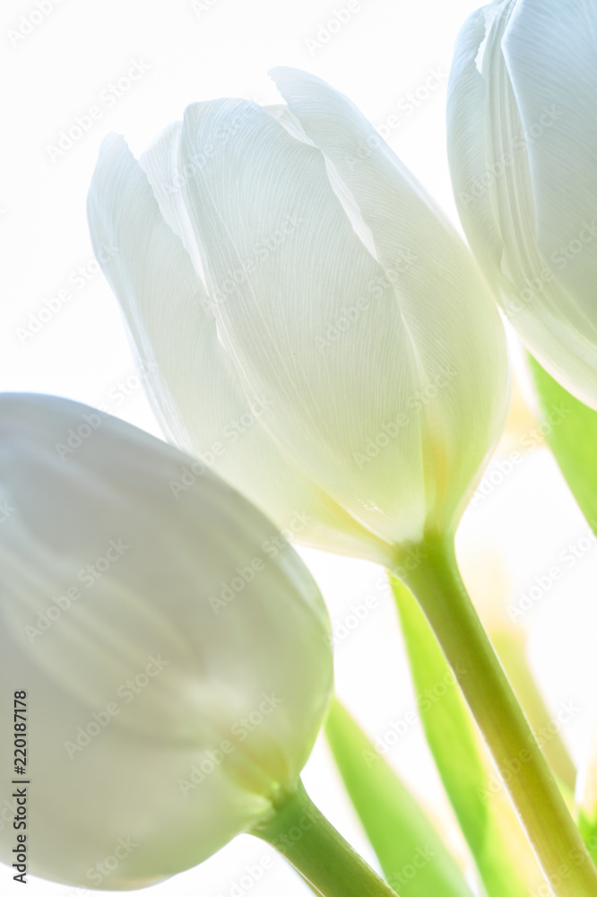 Fototapeta premium White Tulpis