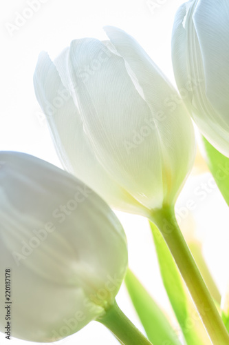White Tulpis