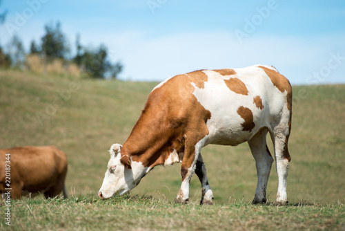 Kuh auf der Weide © christian-haidl.de
