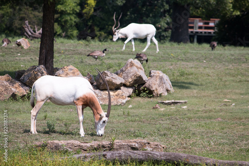 Scimitar horned oryx enjoying the weather photo