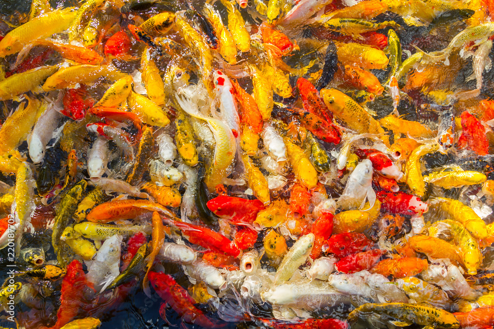 Koi Carps Fish Japanese swimming Koi Carps Fish Japanese swimming