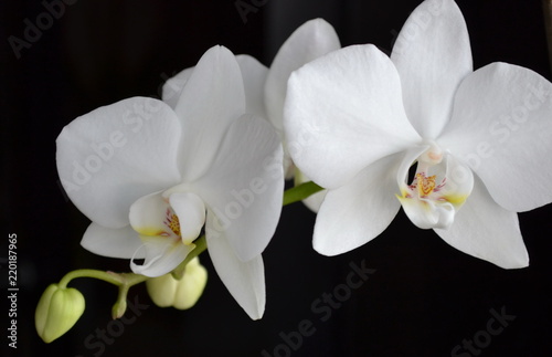 White orchid flower on a black background