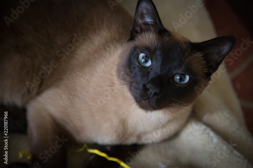 Tonkinese cat