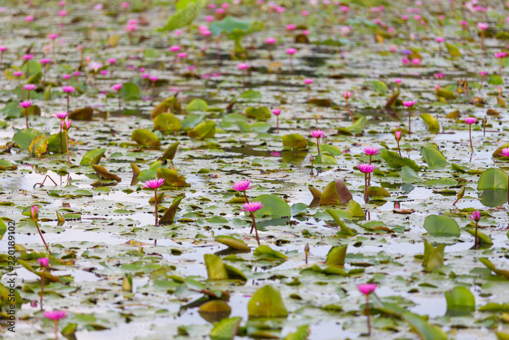 Fototapeta premium Pink lotus flower blooming ,Water Lilies flower focus on the middle