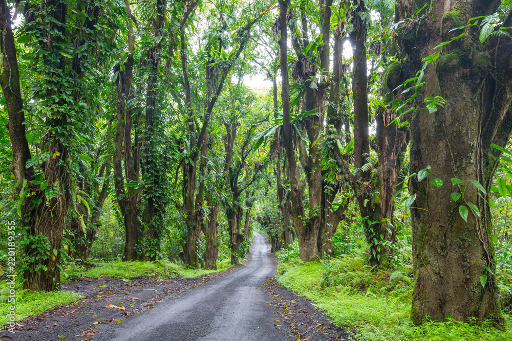 Road in jungle