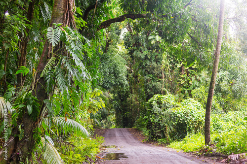 Road in jungle