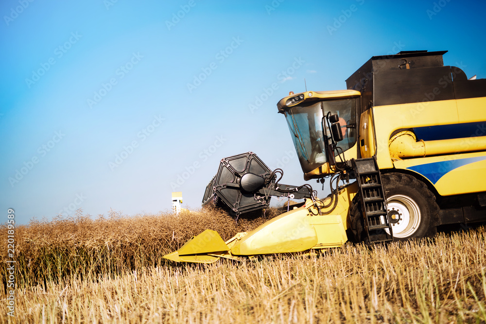 Fototapeta premium Picture of combine harvester machine harvesting crops