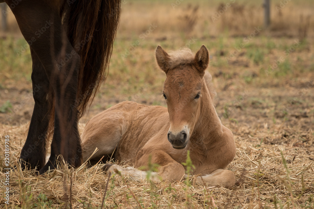 Fototapeta premium Fohlen ruht sich aus
