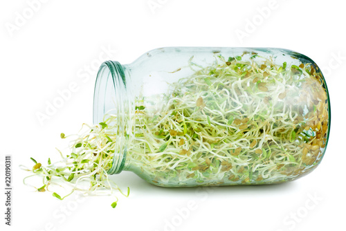 Alfalfa sprouts in a glass jar