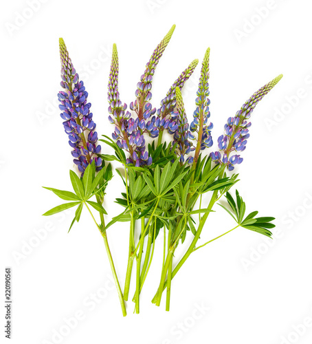 lupine flower isolated on white background