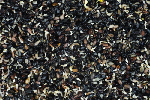 Germinated black sesame seeds