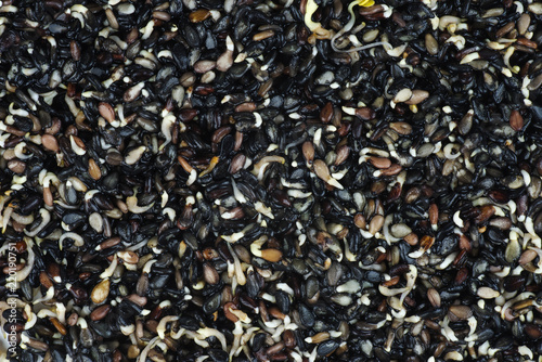 Germinated black sesame seeds photo