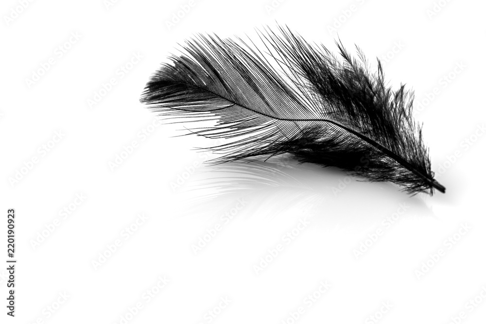 Close-up of small black feather isolated on white background Close-up of small black feather isolated on white background