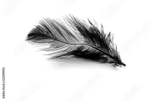 Close-up of small black feather isolated on white