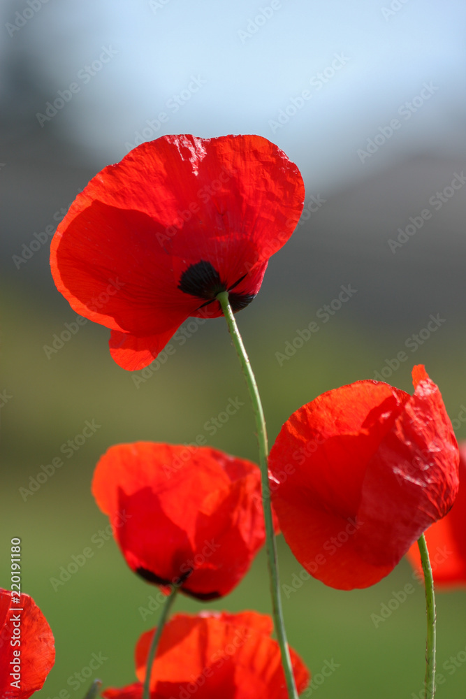 Naklejka premium poppies are delicate flowers