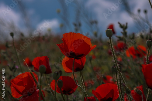 poppies are delicate flowers