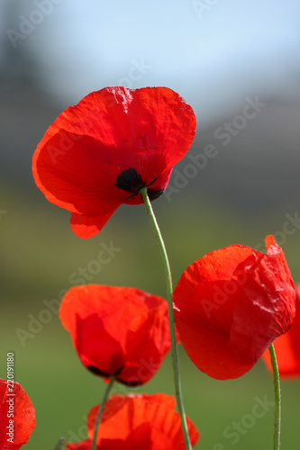 poppies are delicate flowers