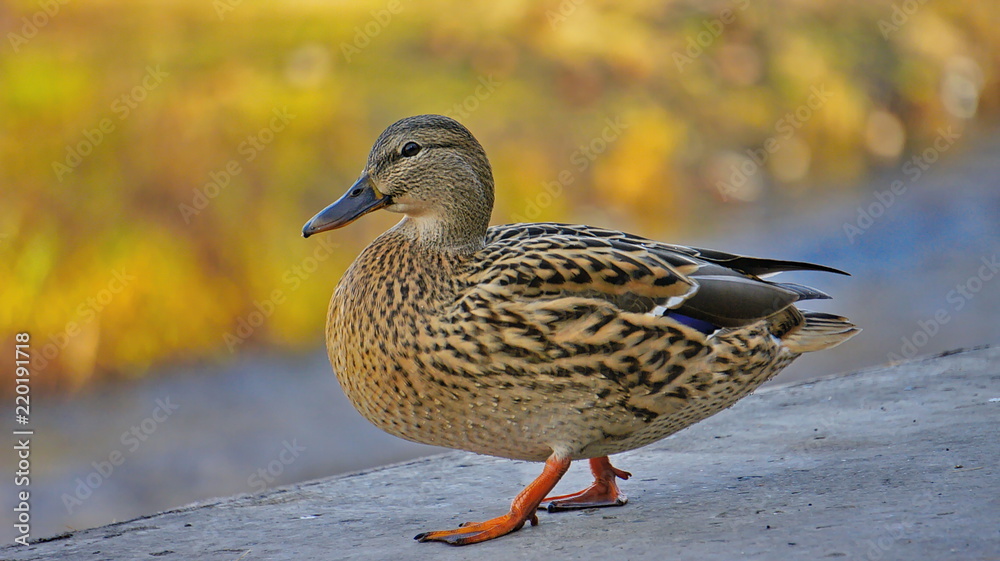 duck Mallard walks near a pond in the city duck Mallard walks near a pond in the city