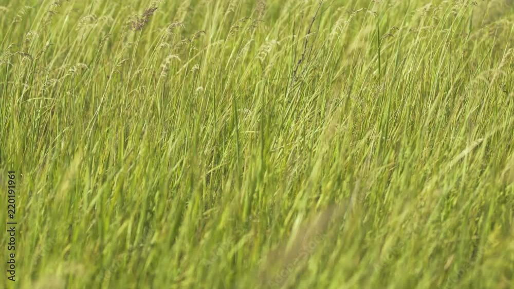 Tall Grass in a Meadow Sways in a Gentle Breeze Tall Grass in a Meadow Sways in a Gentle Breeze