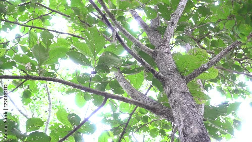Trees canopy forest through tops with bright afternoon sun rays shines through foliage, Looking up in green forest Video. Beautiful deep green forest in sunny summer day. Trees canopy forest through tops with bright afternoon sun rays shines through foliage, Looking up in green forest Video. Beautiful deep green forest in sunny summer day.
