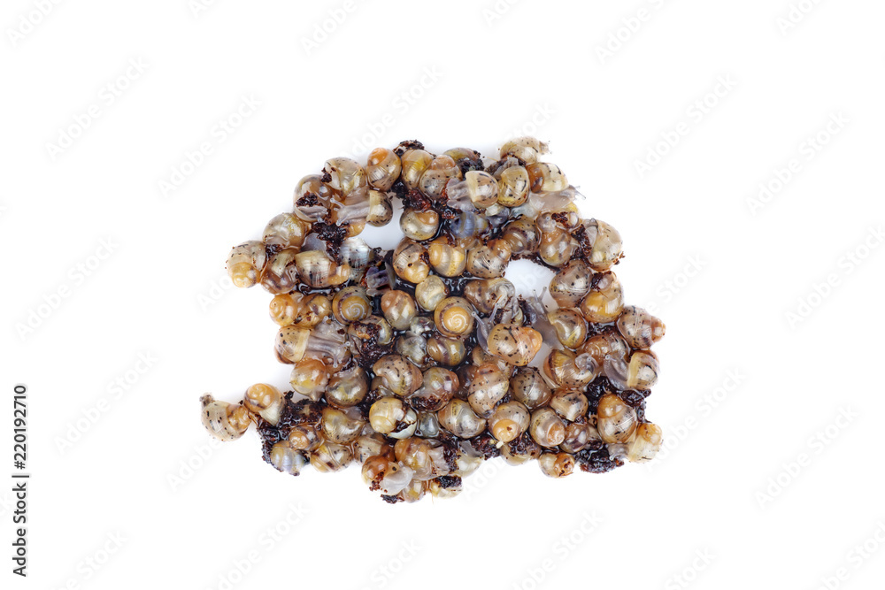 Tiny young african snails isolated on a white background