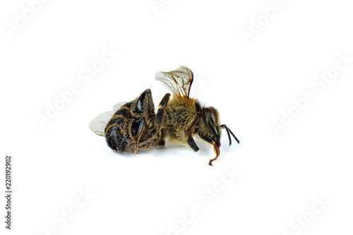 One dead bee