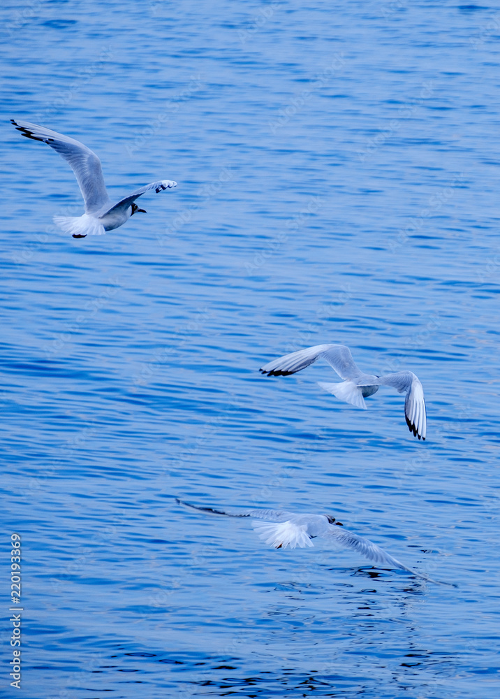 Gulls on the Sea of Marmara in Istanbul Gulls on the Sea of Marmara in Istanbul