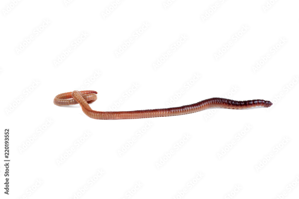 Live earthworm isolated on white background Live earthworm isolated on white background