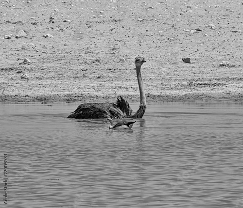 Ostrich In Water