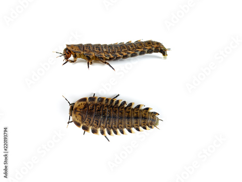 Carrion beetle larva isolated on white background