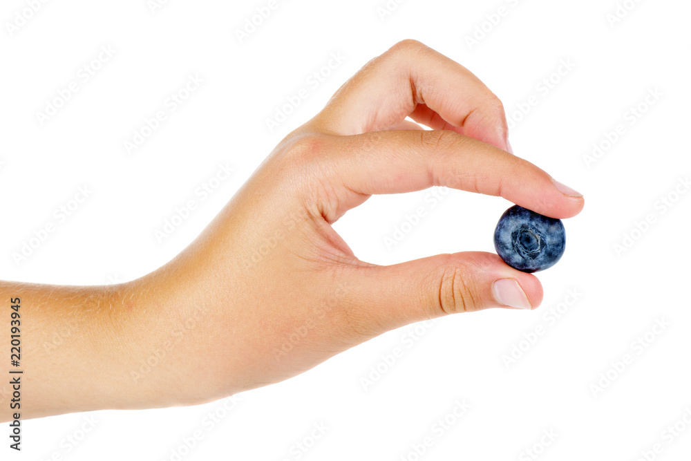 Hand take big blueberry isolated on white background Hand take big blueberry isolated on white background