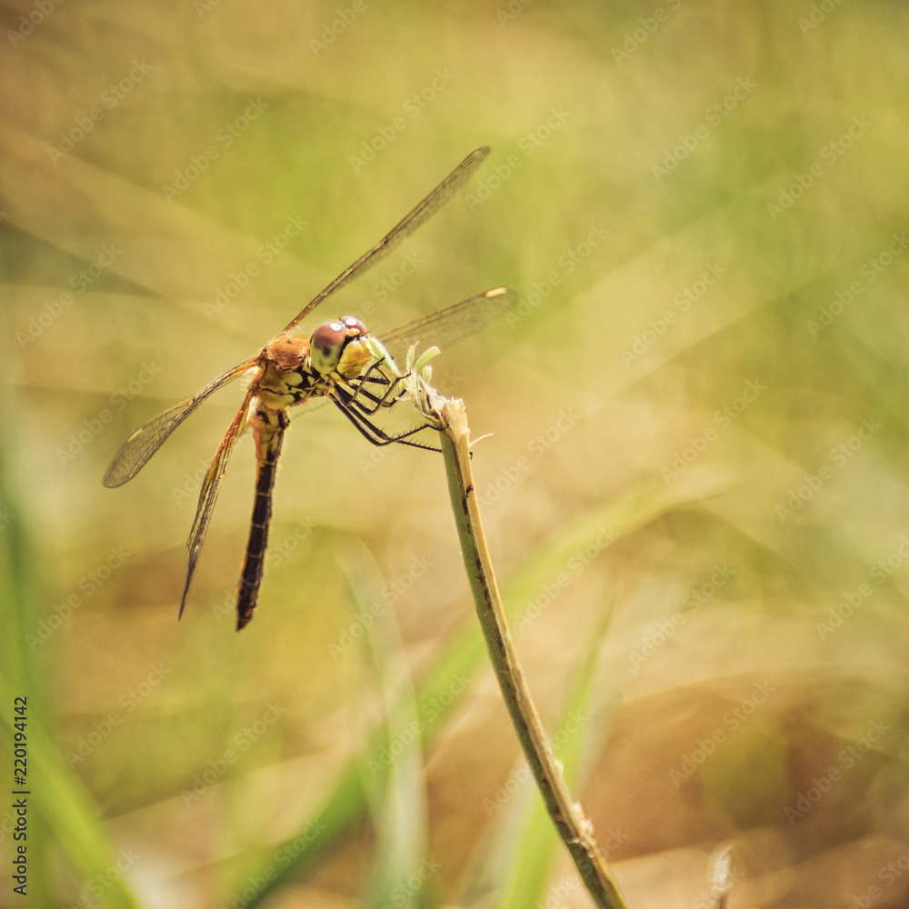 Toned Yellow Closeup of A Dragonfly, Blurred Meadow Background, Bright Sunny Day Toned Yellow Closeup of A Dragonfly, Blurred Meadow Background, Bright Sunny Day
