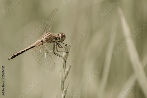 Faded Closeup of A Dragonfly, Blurred Meadow Background On A Summer Day
