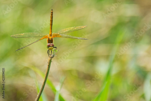 Closeup of A Dragonfly, Blurred Green Meadow Background, Bright Sunny Summer Day