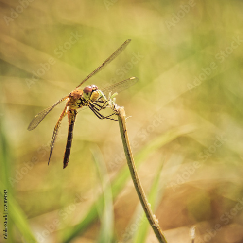 Toned Yellow Closeup of A Dragonfly, Blurred Meadow Background, Bright Sunny Day © Eugene Put