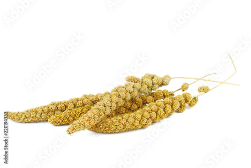 Bird food: dried green foxtail plant isolated on white background