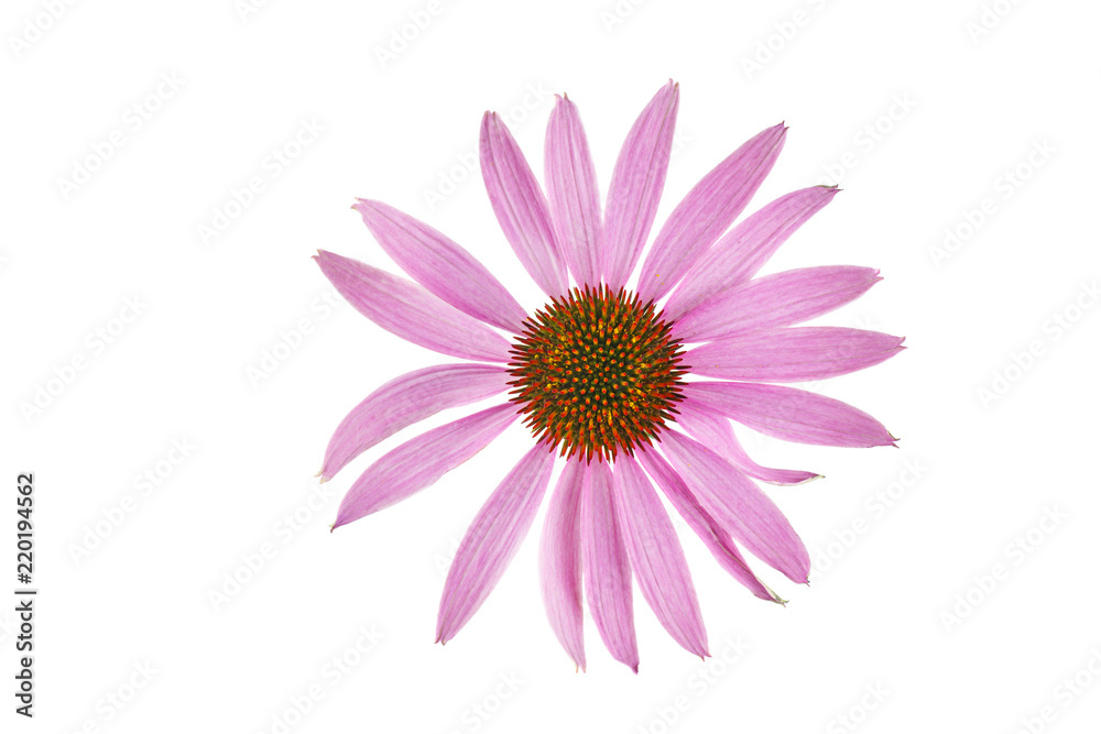 Echinacea flower isolated on white backgrounds Echinacea flower isolated on white backgrounds