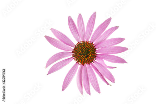 Echinacea flower isolated on white backgrounds