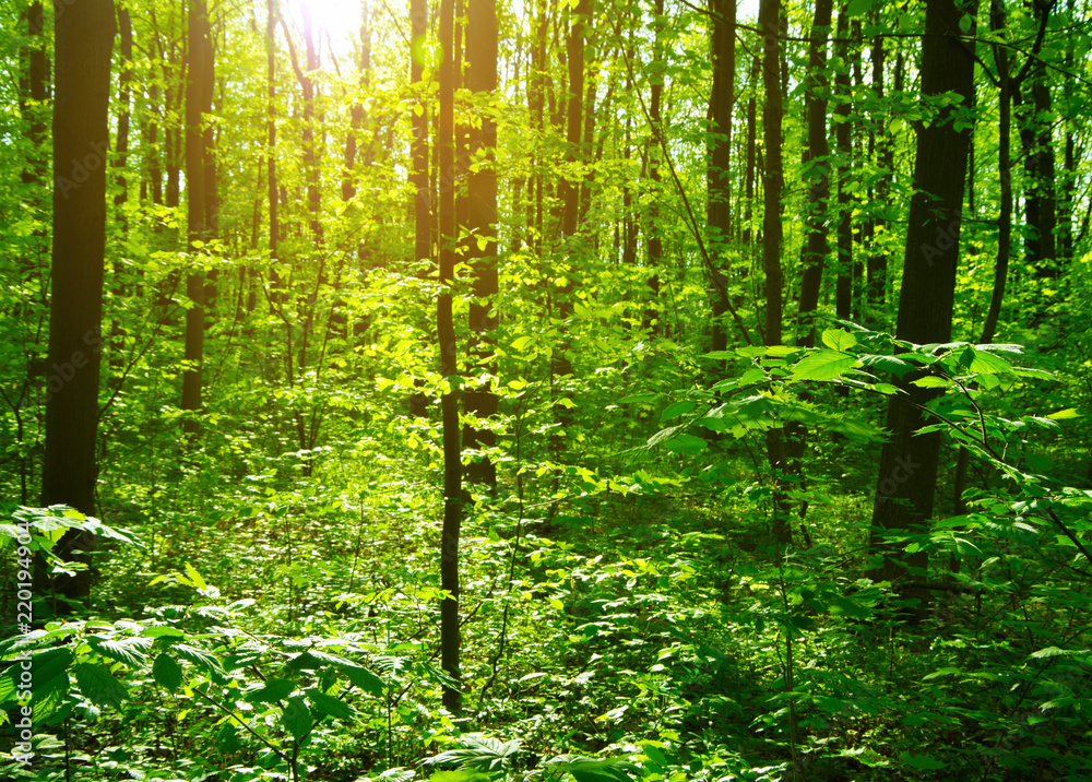 Fototapeta premium beautiful forest landscape in the morning