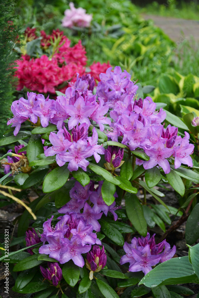 Rhododendrons in rainy garden